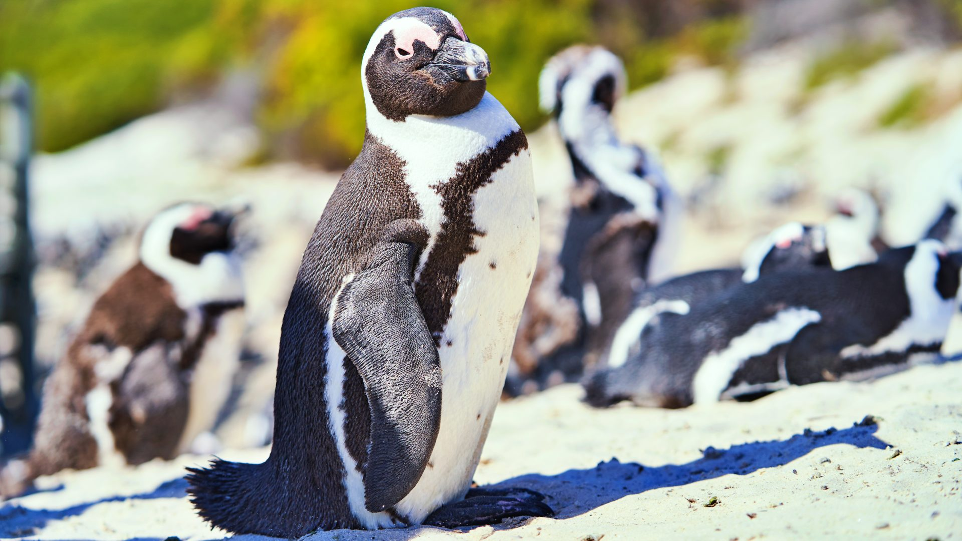 AIDA Weltreise 2026 / 2027