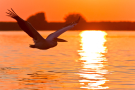 Donaudelta Kreuzfahrten ab Passau 2023