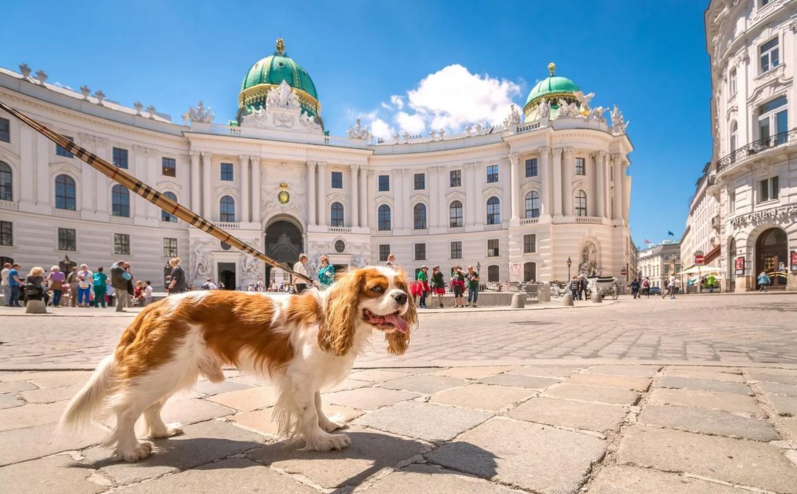 Donauzauber mit Hund