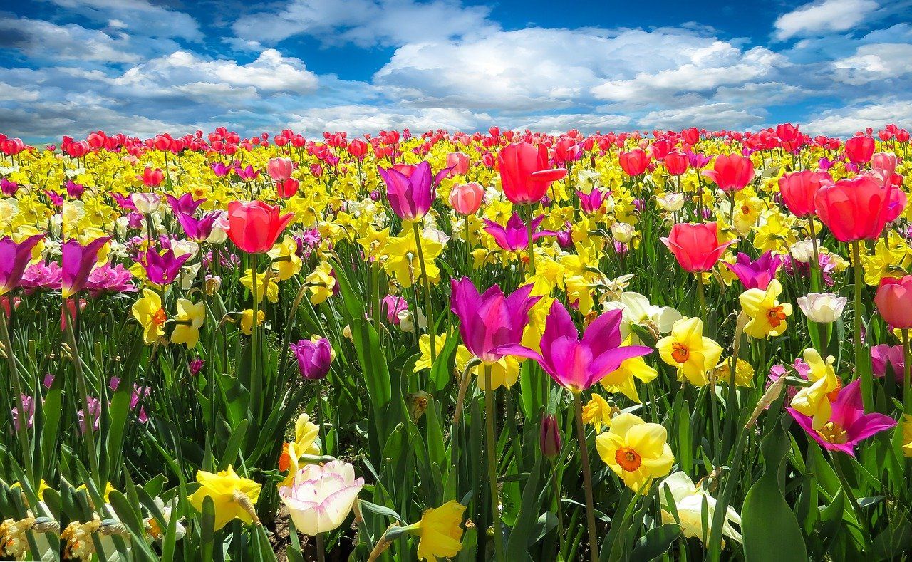 Zur Tulpenblüte nach Holland  2024