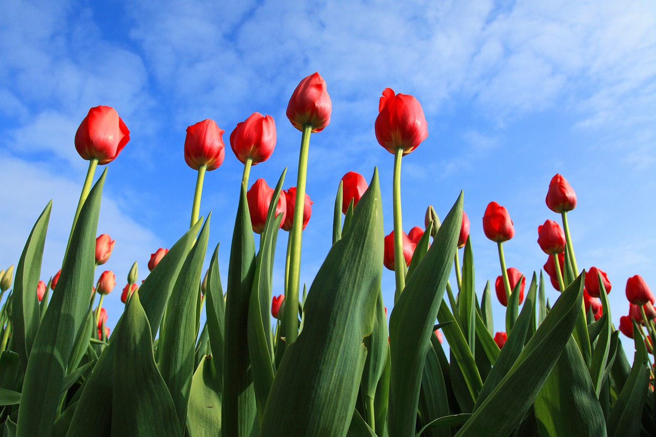 Flusskreuzfahrten Tulpenblüte Holland 2024 preiswert